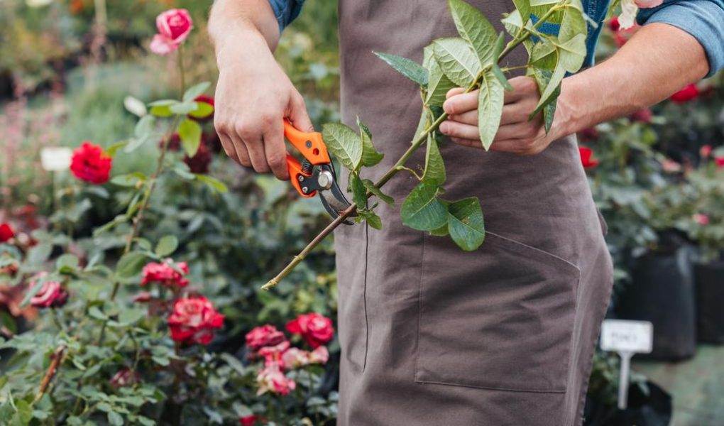10 sfaturi pentru îngrijirea grădinii tale