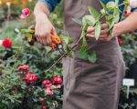 10 sfaturi pentru îngrijirea grădinii tale
