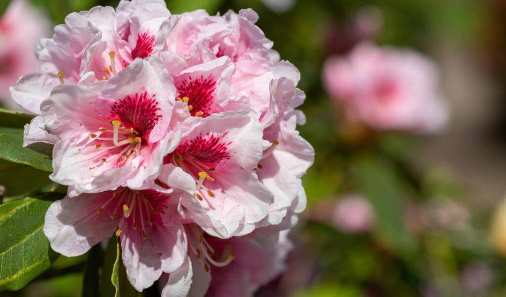 Rhododendron – Cum se ingrijeste cu grija
