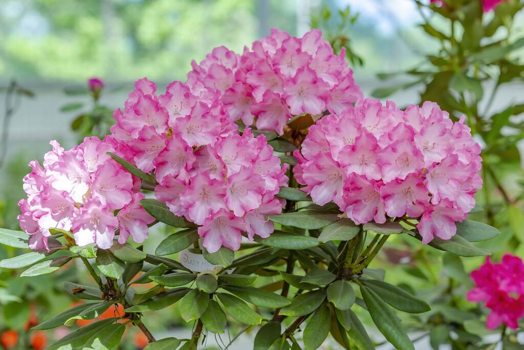 Conditiile de mediu necesare pentru cresterea rododendronului