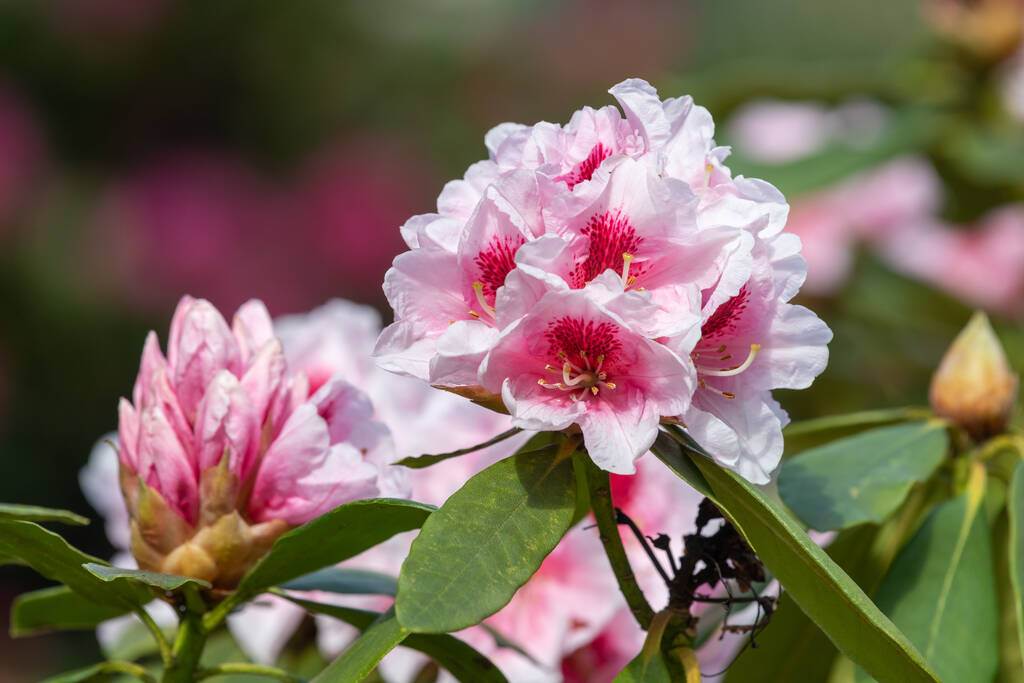 Plantarea rododendronului