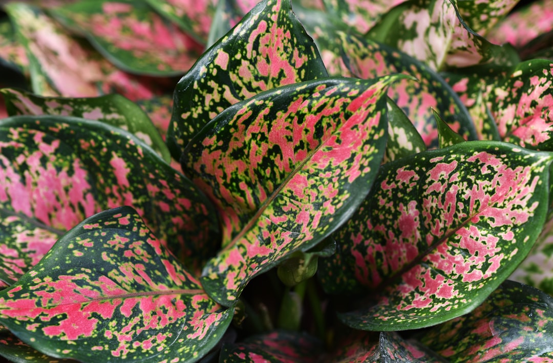 Photo Indoor plants