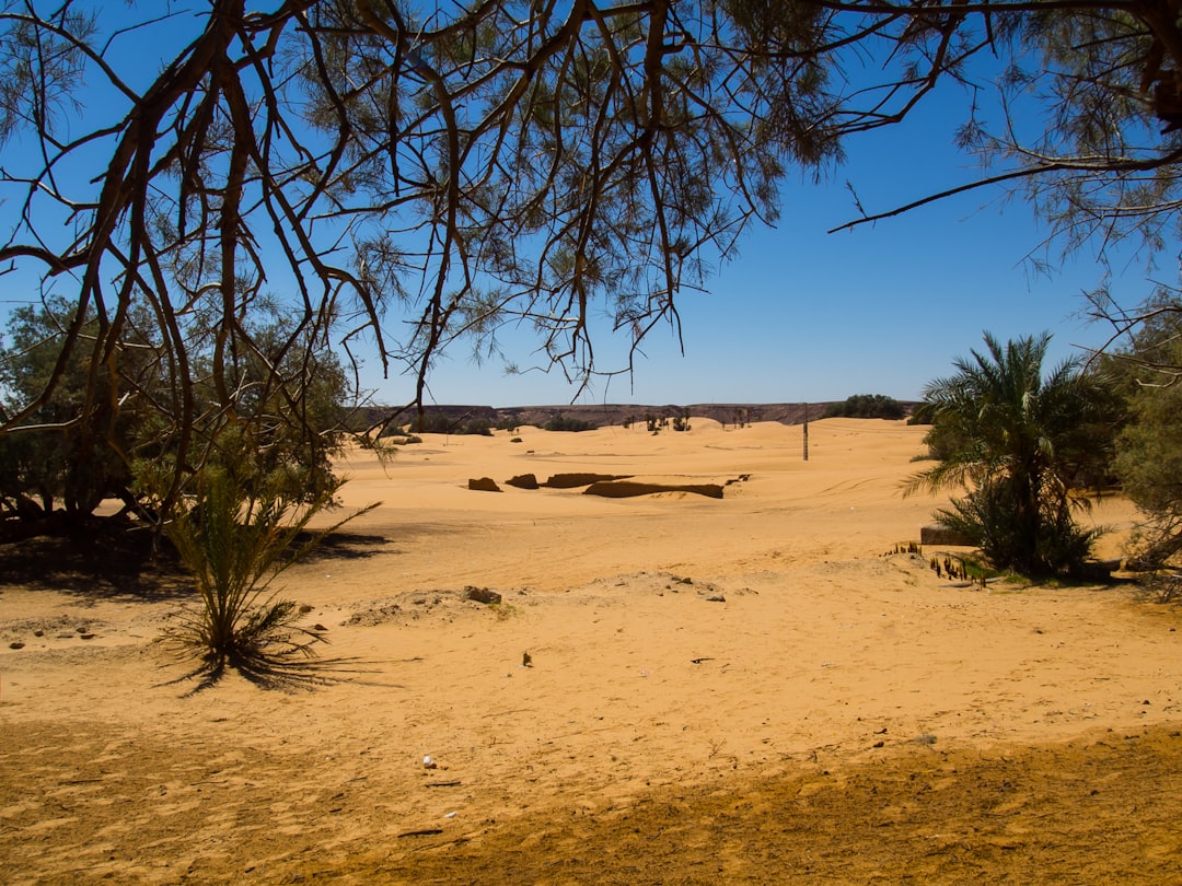 Photo Outdoor oasis